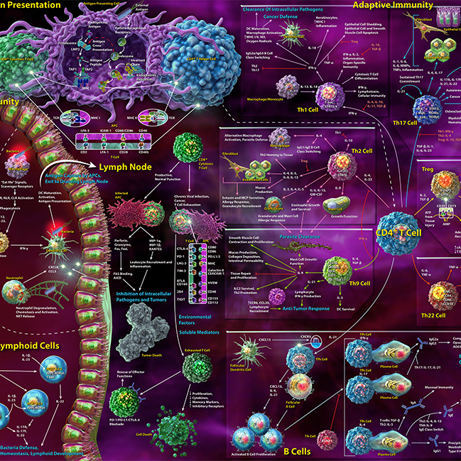 Immunobiological Networks